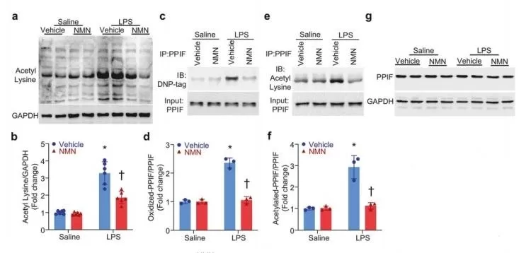 Effects of NMN on Mitochondrial Protein Modifications, Mitochondrial Permeability Transition Pore Opening, and Cytosolic Ca2+ Levels