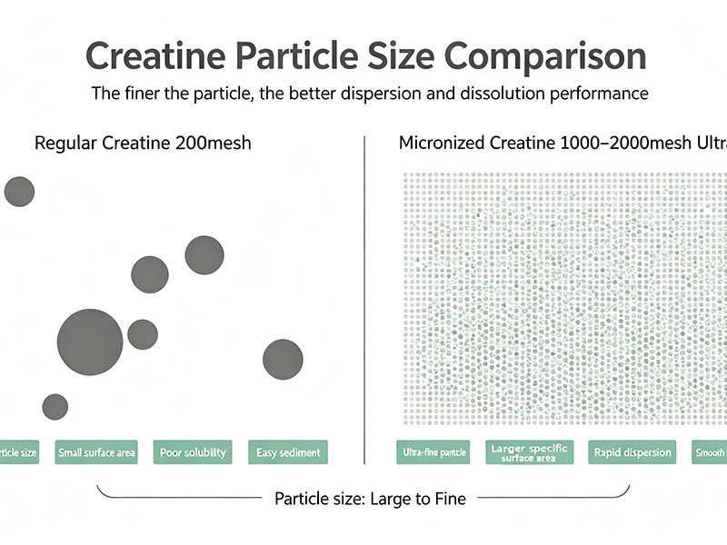 What Is Micronized Creatine Monohydrate? Benefits, Particle Size, Manufacturing & Formulation Guide