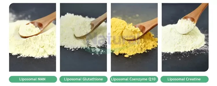What Is Liposomal Creatine Powder?