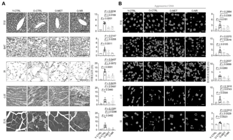 Unveiling NR: How It Quietly Reverses Organ Aging