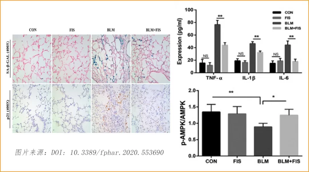 Fisetin: A Rising Star in the Field of Anti-Aging