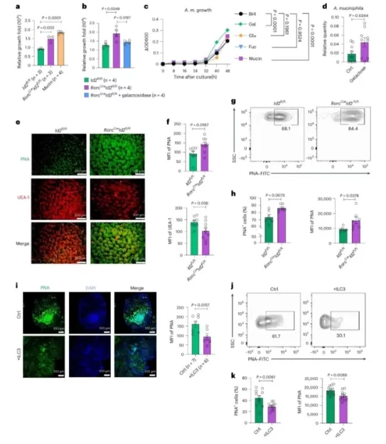 2-ilc3s-regulate-gut-glycosylation-to-restrict-akk-bacteria-proliferation1.png