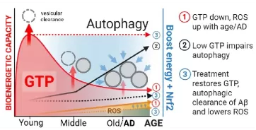 Core Mechanism of Synergistic Anti-Aging