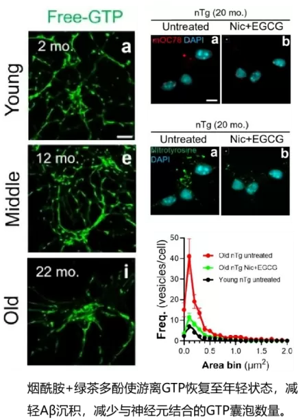 Niacinamide and Green Tea Polyphenols