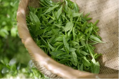 Green Tea Polyphenols