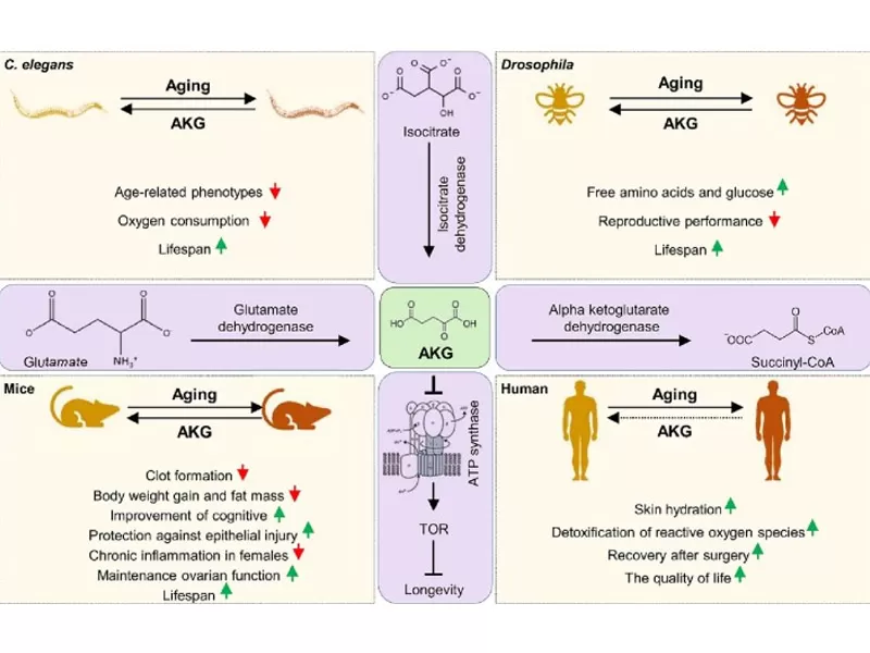 Anti-Aging’s New Era: Decoding Time’s Adversary (Part 1)