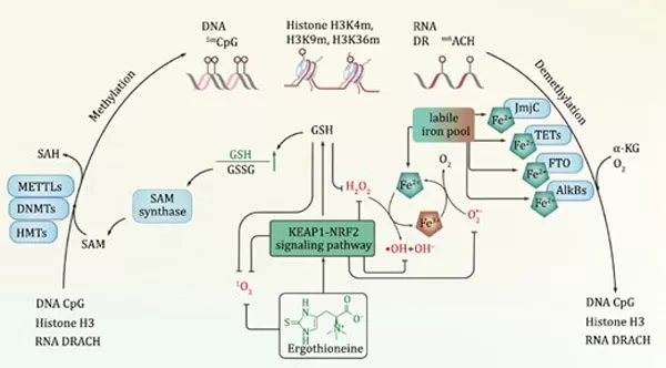 ergothioneine-influences-epigenetic-methylation-and-demethylation-processes.jpg