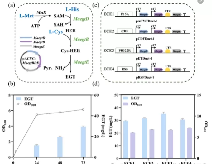 figure-1-design-and-optimization-of-the-egt-biosynthetic-pathway.jpg