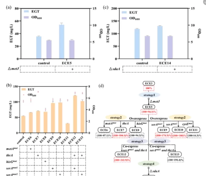 figure-2-metabolic-engineering-of-precursor-amino-acids-to-enhance-egt-production.jpg