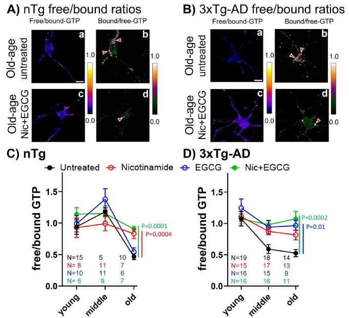 Nicotinamide + EGCG treatment restores neuronal GTP levels