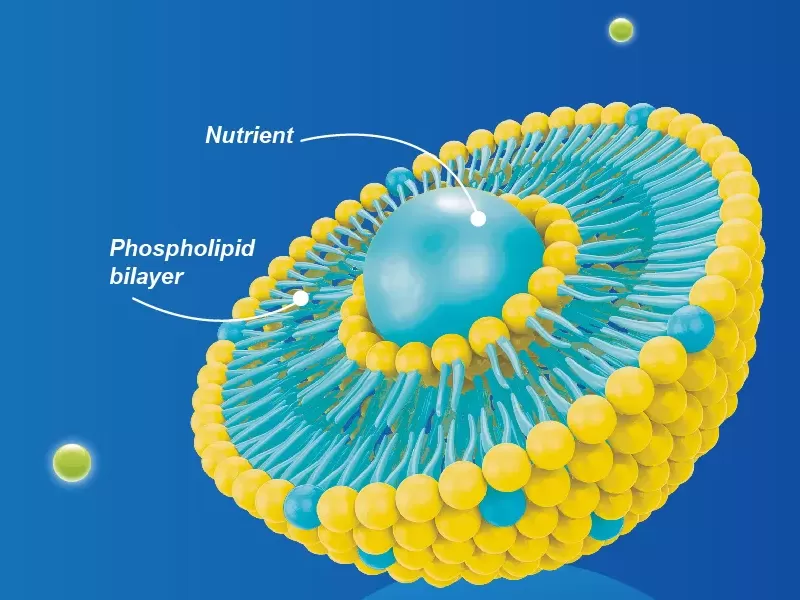 What is Liposomal Encapsulation?