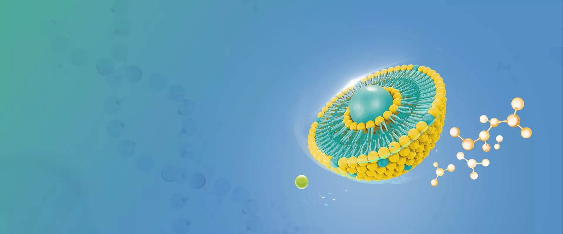 Liposomal Ingredients