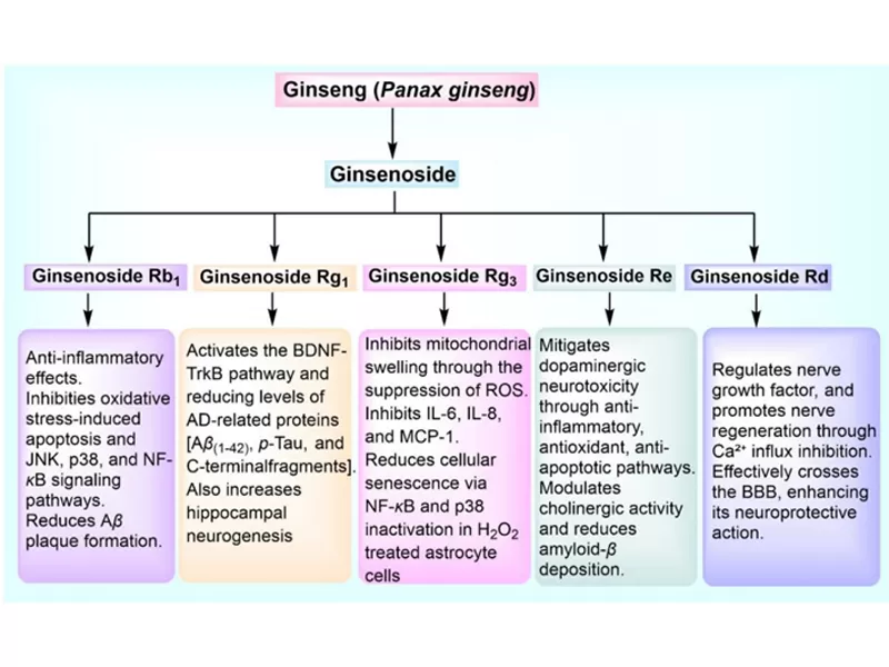 Natural Antioxidant Powerhouses: Curcumin, Quercetin, Ginsenoside Rg3 & Resveratrol