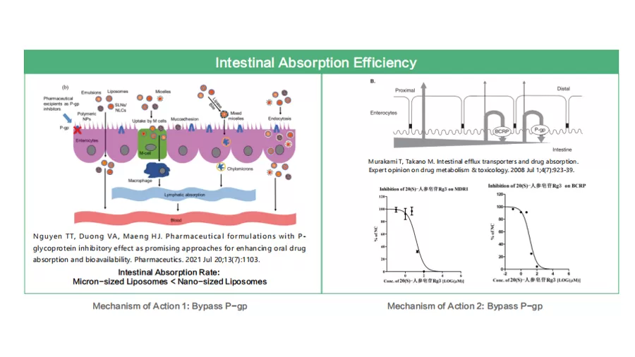 Natural Field's Advanced Co-Loaded Liposomes: The Breakthrough Tech Making Nutrients Actually Absorbable