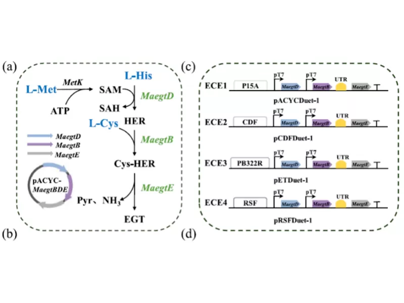 Novel Biosynthetic Pathways and Fermentation Optimization Drive Scalable Production of Ergothioneine (EGT)