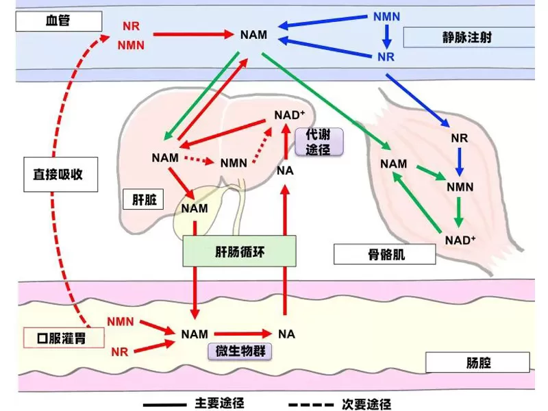 Science Advances Study Overturns Conventional Wisdom: True Metabolic Pathway of Anti-Aging Miracle Molecules NMN/NR Revealed