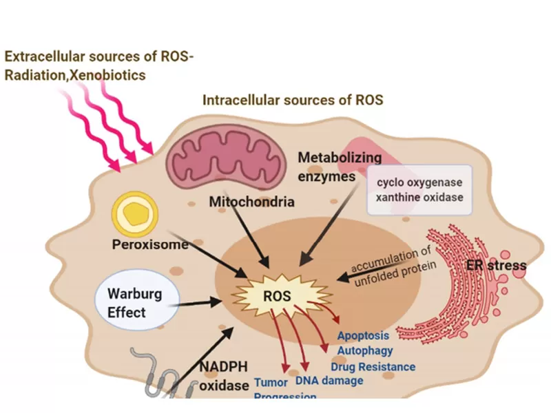 The Anti-aging Mechanisms of Quercetin at the Cellular Level